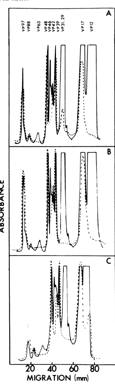 FIG. 6.1'captoethanol,proteinsSurface-iodinatedsociatedsitometermincapsidswere(B(-----)washedwithsis.densitometerstainedViralpolypeptidesnucleocapsids(-----) and Identification of GV envelope proteins