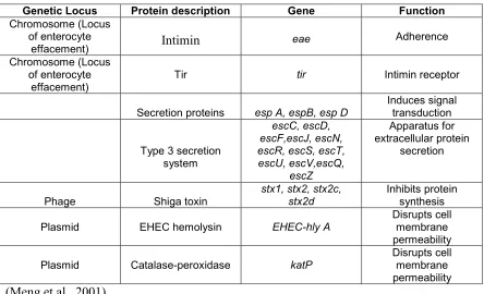 Table 2.  Significant virulence factors of E. coli O157:H7 