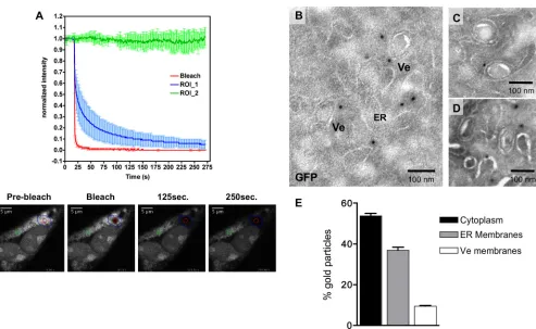 FIG 7 TBEV replication compartments are organized in discrete clusters. (A) BHK-21 cells were electroporated with the TNd/�ME_24�MS2 replicon RNA andwith the EYFP-MS2nls reporter