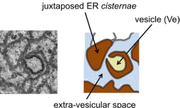 FIG 8 Model of TBEV-induced membrane alterations. Left, slice of the dual-axis tomogram shown in Fig