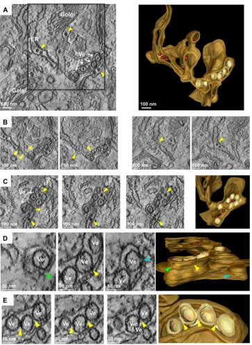 FIG 2 Ultrastructural analysis of the membrane alterations induced by TBEV infection. (A) BHK-21 cells were infected with TBEV at an MOI of 2, ﬁxed 24 hpi,and processed for ET as described in Materials and Methods