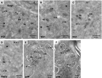 FIG 3 Immunogold EM of TBEV-infected cells. BHK-21 cells were infected with TBEV at an MOI of 2 and ﬁxed 24 hpi, and thawed cryosections were labeledwith antibodies against PDI (A), NS1 (B and C), and prM (E and F) and with the anti-TBEV serum (D) that pre