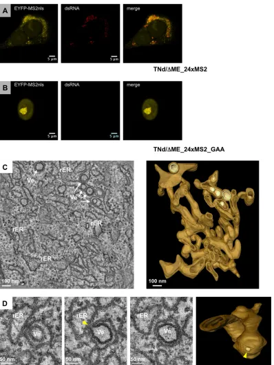 FIG 4 Ultrastructural analysis of the membrane alterations induced by pTNd/�ME_24�MS2