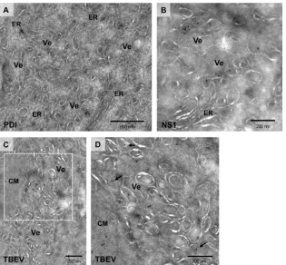 FIG 5 Immunogold EM of replicon-induced membrane alteration. BHK21-EYFP-MS2nls cells were electroporated with TNd/�ME_24�MS2 and ﬁxed 24 hafter, and thawed cryosections were labeled with antibodies against PDI (A) and NS1 (B) and with the anti-TBEV serum (