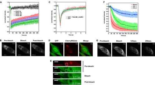 FIG 6 TBEV-replicated RNA is not freely diffusible in the cytoplasm. (A) Analysis of TBEV RNA dynamics by FRAP time course