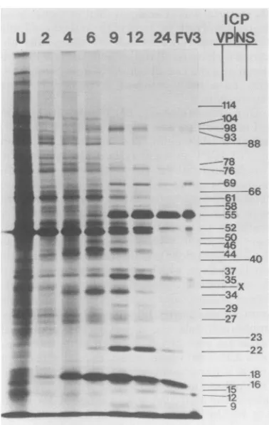 FIG.~~~~~~~~~~~~~~~~~~~.[35S/methioninerunnonstructuralinfectedidentifiedthe(xl103) 1