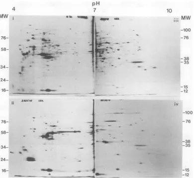 FIG. 5.molecularofrespectively, SDS-IEF Distribution oftotal [35S]methionine-labeledpolypeptides in FV3-infected BHK cells; a comparison and SDS-NEPHGE at 4 and 12 h after infection