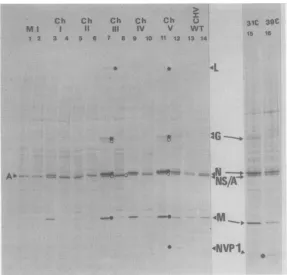 FIG.1.andtracksareculturesmockamountswereviral1 cells Polypeptide synthesis in BHK-21 cells infected with ts mutants ts Chl, ts Ch4, ts Ch465, ts Ch472, ts Ch851, from complementation groups ChI, ChII, ChIII, ChIV, and ChV, respectively