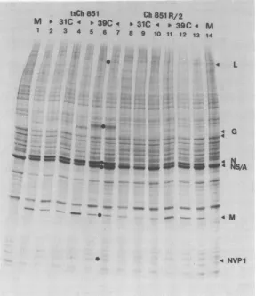 FIG. 4.of39°C;withcultures310C;mock-infected ts Polypeptide synthesis in cells infected with clone Ch851/R2, a non-temperature-sensitive revertant Ch851