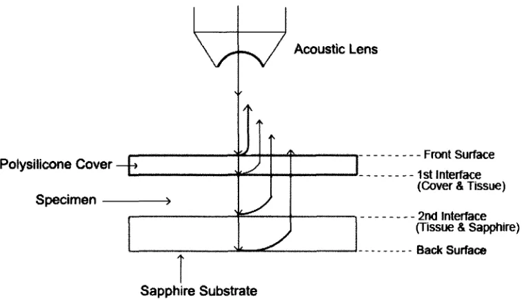 Fig. 2(a): Schematic diagram showing reflected acoustic beams from each interface of a specimen system