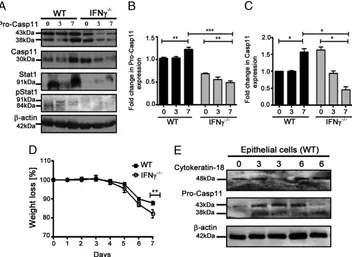 FIGURE 6.Type II IFN signaling is crucial for caspase-11 upregulation during DSS colitis