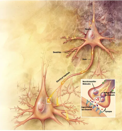 Figure 1.1.  An illustration of signals traveling through nerve cells in the brain. 