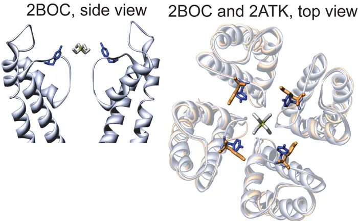 Figure 2.1. Two orientations of Tyr82 residues of KcsA. The atomic coordinates (2BOC and 2ATK) were 