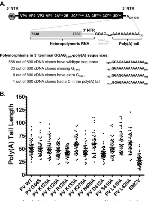 FIG 6 Lengths of poly(A) tails in virion RNA measured by TOPO-TA cloningand cDNA sequencing