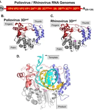 FIG 1 Picornavirus RNA-dependent RNA polymerases. (A) Diagram of a poliovirus/rhinovirus RNA genome; (B) structure of the poliovirus RNA-dependentRNA polymerase (3Dpol) in the apo form (13); (C) the structurally homologous rhinovirus RNA-dependent RNA poly