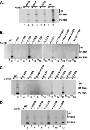 FIG 2 Impact of 3D2 mM guanidine HCl (GuHCl), an inhibitor of viral RNA synthesis, as previously described (resis in 1% agarose gels and detected by phosphorimaging