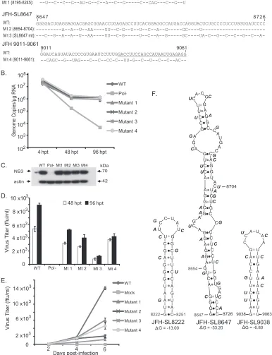 FIG 6 Detailed analysis of JFH-SL8647 (H77-SL8582) and RNA elements in nucleotide positions 8195 to 8245 and 9011 to 9061