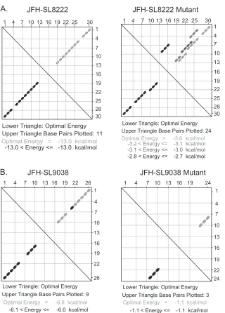FIG 7 Energy dot plot analysis of predicted stem-loops JFH-SL8222 and JFH-SL9038. mfold analysis was performed to generate energy dot plots for SL8222 andSL9038 using the respective wild-type and mutant nucleotide sequences shown in Fig