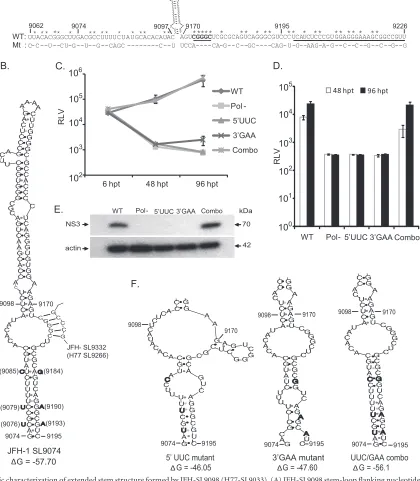 FIG 8 Genetic characterization of extended stem structure formed by JFH-SL9098 (H77-SL9033)