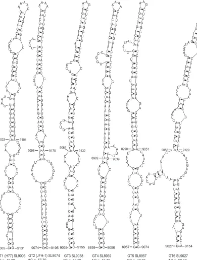 FIG 9 Predicted stem-loop structures homologous to extended JFH-SL9074. The extended stem-loop structures formed by all six genotypes are depicted