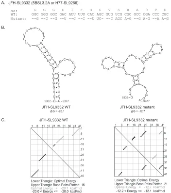 TABLE 1 Summary of stem-loop structures described in the NS5Bcoding region