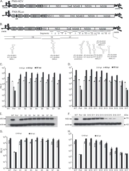 FIG 2mutated segments in the nonstructural-protein-coding region. The stem-loop structures described in the NS5B region corresponding to the genome positionsof JFH-1 and H77 are noted
