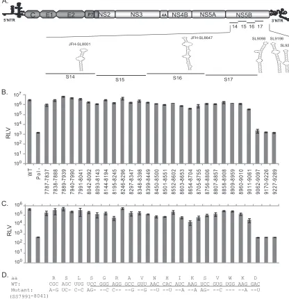 FIG 5 High-resolution mutational analysis for identiﬁcation of additionalSS7991-8041. The nucleotide substitutions engineered in the mutant virus are depicted