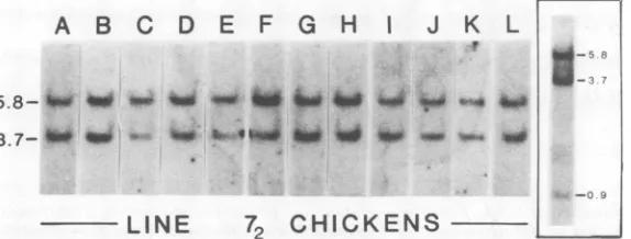 FIG.1.ofinsert EcoRI-digested SstI digestion of line 72 chicken DNAs and identification of endogenous viral sequences