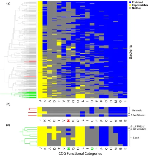 Figure 2. Visualizing high-level patterns of functional divergence. We used hierarchical clustering to reveal the main patterns of functionalstrains in SMS 3–5, while UMN026 is uniquely enriched for secretion system (U) genes.(N), and is unique amongphylog