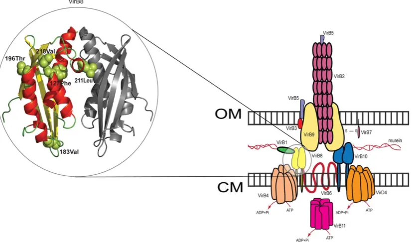 Figure 3. Amino acid residues under functional divergence in E. colifound only in two strains ofIn UMN026, the central complex proteins VirB8 and VirB9 are under functional divergence.mapped to the VirB8 crystal structure [69], there is evidence that four 
