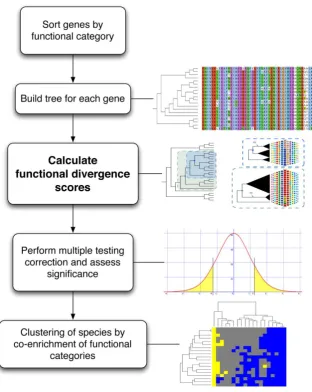 Figure 4. CAFScategory. In this case, the COG system was used [38], but any other ontology can be used as well