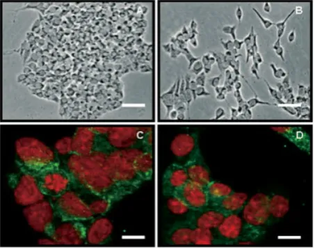 Figure 2. MIN-6(L) cells secrete (pro)insulin in a glucose-regu-lated manner (hashed bars)