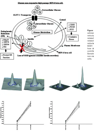 Figure 5. Diagram showing the sub-cellular location for ERp29 (endoplasmicreticulum protein 29), GRP78 (glucose-related protein 78), GRP94 (glucose-related protein 94), PDI, CBR3 (carbonylreductase 3), PRDX4 (peroxidoxin 4),SOD1 (superoxide dismutase 1) andhow decreased expression levels maycontribute to a loss of GSIS (Glucose-Sensitive Insulin Secretion) in glucosenon-responsive H passage MIN-6 betacells.