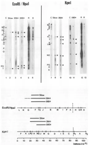 FIG. 7.2HpaIEcoRI/HpaIschematicenrichuncertaindisplayedG.inTop:coordinates and the S. Mapping of the HSV-2 DNA sequences present in the HSV-2tk+ cell lines Silow, 39At, and 59Dt