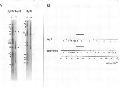 FIG. 8.fragmentsSchematicinrestriction(purifiedT. the G. Mapping of the HSV-1 DNA sequences present in the HSV-ltk+ cell line 5A