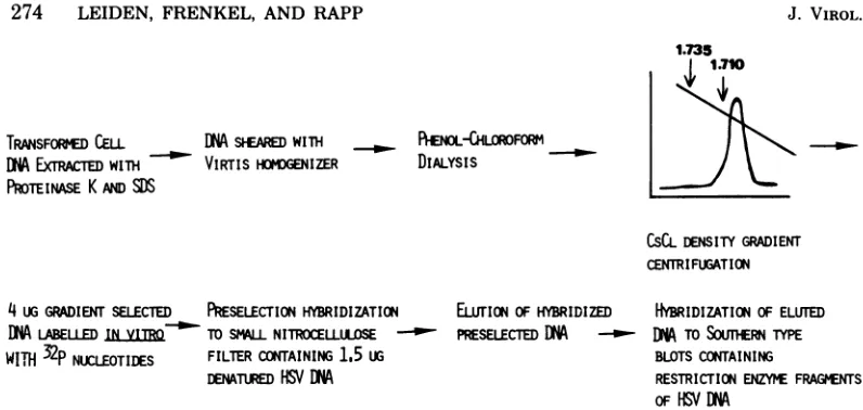 FIG. 2.AamolecularlibriumCIID mixture mixture CsCl equilibrium density centrifugation of of sheared tk- cell DNA and HSV-1 DNA