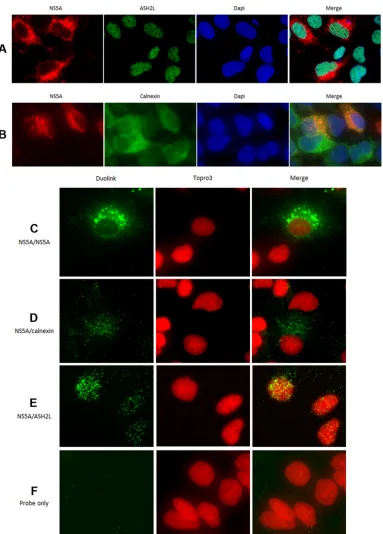 FIG 7 Epiﬂuorescence analysis of proximity ligation assays. Cells harboring the subgenomic replicon I389-neo/NS3-3microscopy, as described in Materials and Methods, using an anti-NS5A antibody (antibody [Ab] 1877, IgG2A isotype, from AbD Serotec) in conjun