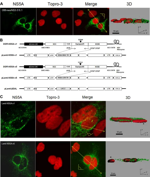 FIG 6 Subcellular localization of NS5A. (A) Cells harboring the subgenomic replicon I389-neo/NS3-3=/5.1 were analyzed by confocal microscopy usinganti-NS5A antibody in conjunction with anti-rabbit FITC-conjugated secondary antibody (green)
