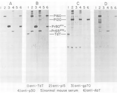 FIG.1.Precipitatesnormalasanti-M-MuLVdeveloped(B), previously Analysis of virus-specific proteins in A-MuLV-transformed cell lines
