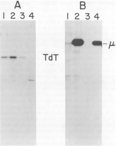 FIG. 5.polyvalentprecipitatedA-MuLSamplesexpressionamideandtransformedlularalyzed Immunoprecipitation analysis for intracel- immunoglobulin and TdT in clonal A-MuLV- lymphoid cell lines