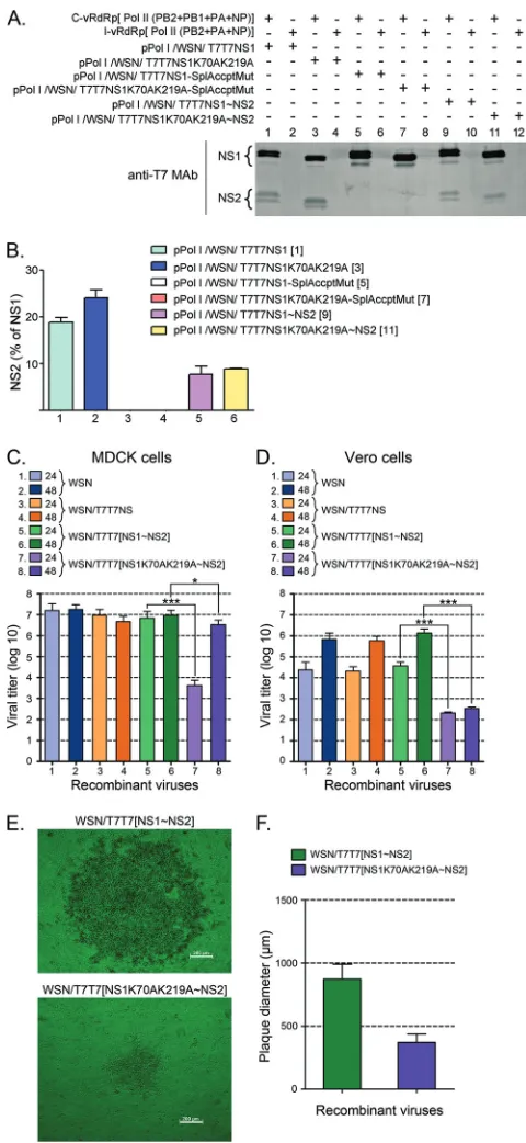 FIG 6 NS1 SUMOylation affects viral growth in MDCK and Vero cell lines. (Aand B) Effect of shifting the second exon for NS2 downstream from the stopcodon for NS1