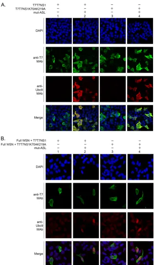 FIG 7 SUMOylation does not affect the cellular localization of NS1. HEK293FT cells were transfected with either the T7T7NS1 or the T7T7NS1K70AK219Aconstruct, alone (A) or together with the full complement of A/WSN/1933 gene segments and expression construc