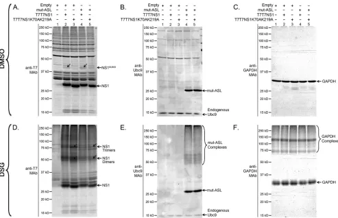 FIG 9 NS1 SUMOylation affects the abundance of NS1 dimers and trimers. HEK293FT cells were cotransfected with (�) or without (�) the indicatedmammalian expression constructs