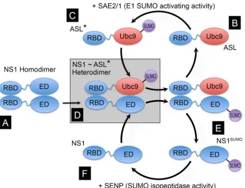 FIG 1 Principle and design of the NS1-speciﬁc artiﬁcial SUMO ligase (ASL).NS1 contains two well-deﬁned globular domains in its structure, the RNAbinding domain (RBD) (amino acid residues 1 to 73) and the effector domain(ED) (amino acid residues 86 to 204),