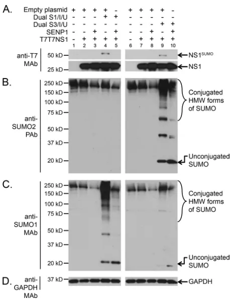 FIG 2 NS1 is SUMOylated by both SUMO1 and SUMO2/3 in vivo. HEK293Acells cotransfected with (�) or without (�) the indicated combinations ofmammalian expression plasmids, including T7T7NS1, the dicistronic expres-sion constructs Dual S1/I/U and Dual S3/I/U, an expression construct for theSUMO-deconjugating enzyme SENP1, and an empty expression vector, wereanalyzed by SDS-PAGE and immunoblotting using anti-T7 MAb (A), anti-SUMO2 PAb (B), anti-SUMO1 MAb (C), and anti-GAPDH MAb (D).NS1SUMO, SUMOylated NS1; HMW, high molecular weight.