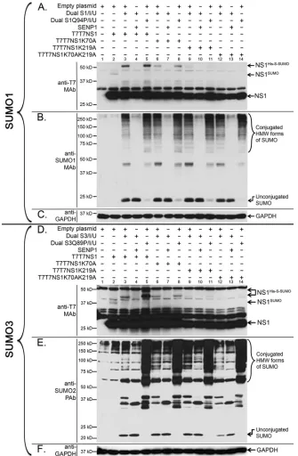 FIG 4 K219 and K70 are the primary and secondary target sites in NS1, respectively, for both SUMO1 and SUMO2/3 SUMOylation