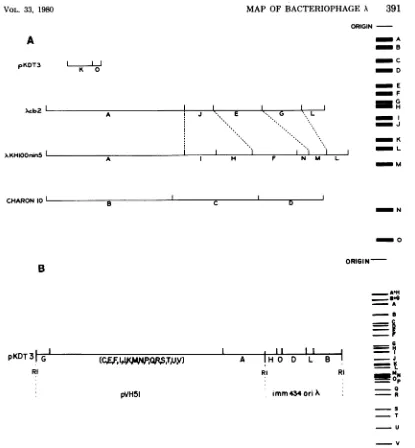 FIG.1.EcoRI-HpaIIofandcorresponding(Acb2, a DNA electrophoresis size standards. Mixture 1 is a mixture ofEcoRI digests of threephage DNAs AcIKHIOXnin5, and Charon 10) and oneplasmid DNA (pKDT3)