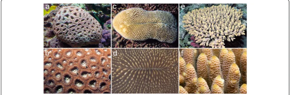 Fig. 1 Comparative adult morphology of the species studied. (a) Small colony of F.lizardensis