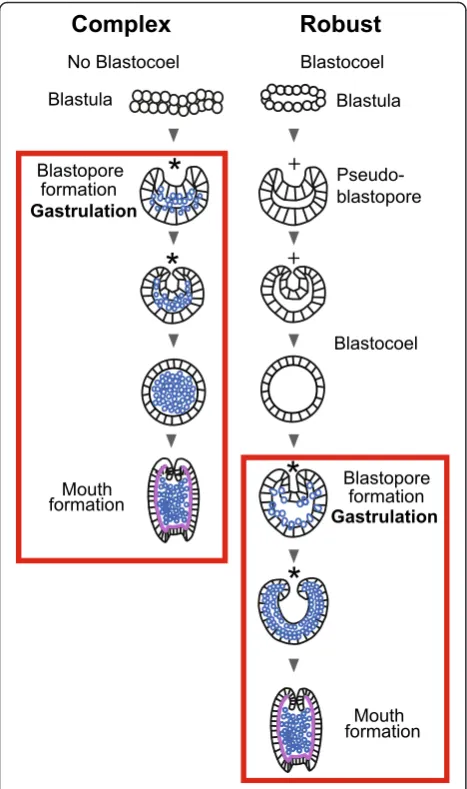 Fig. 2 Schematic diagram showing the two major types of scleractiniandevelopment leading up to gastrulation