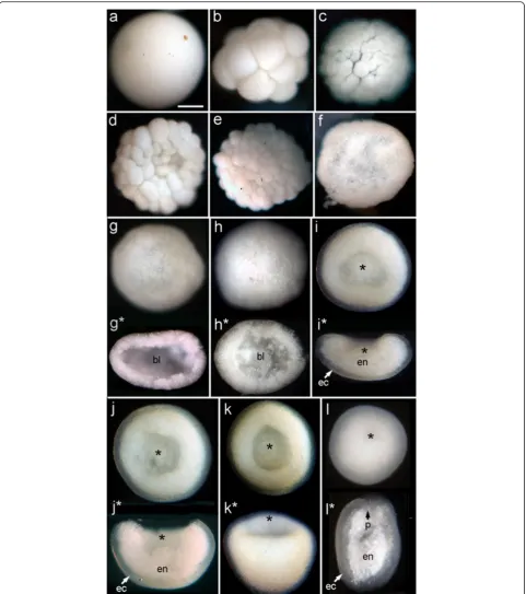 Fig. 3 F.lizardensis embryonic development. (a-f) illustrate successive stages of development with micrographs of wholemounts